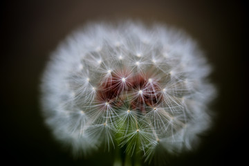 Fototapeta premium macro of dandelion on black background of blue sky