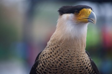 bird of prey