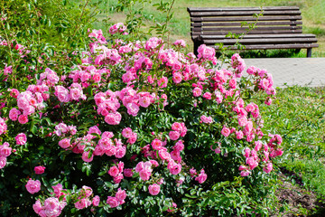 Fototapeta na wymiar Pink roses bush and garden bench.