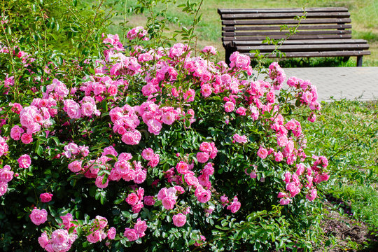 Pink roses bush and garden bench.