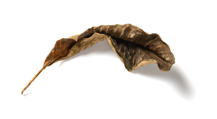 a faded leaf on a white background