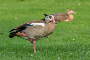 Egyptian goose (Alopochen aegyptiaca) on a meadow in a park
