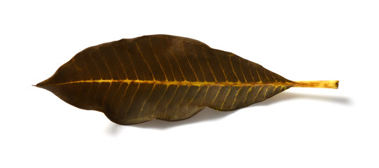 a faded leaf on a white background