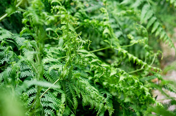 Green fern plant in vivid lush foliage forest