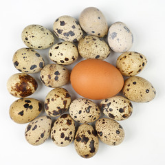 Fototapeta premium chicken and quail eggs on a white background