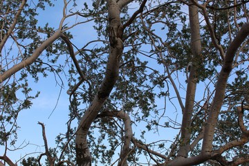Olneya Tesota is the phytogenic term for a tree commonly known as Desert Ironwood,  belonging to native plant communities in the Colorado Desert section of Joshua Tree National Park.