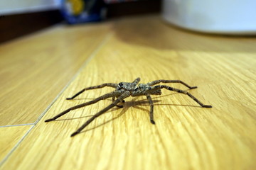 アシダカグモ