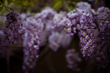 Fototapeta premium clusters of purple flowers,Wisteria tree