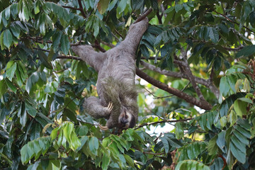 smiling sloth hanging in jungle