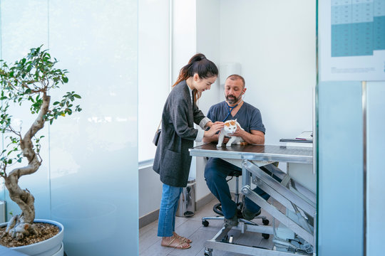 Professional veterinarian doing a full exam to an ill cat. Lifestyle with animals. Indoors white clinic.