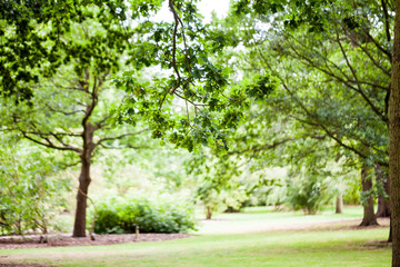 Fototapeta na wymiar Beautiful green tree in park
