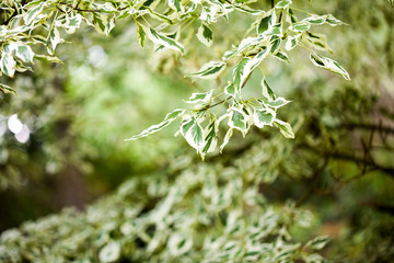 Beautiful plants in the garden