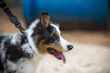 Portrait of an Australian Shepherd