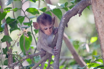 可愛いサル