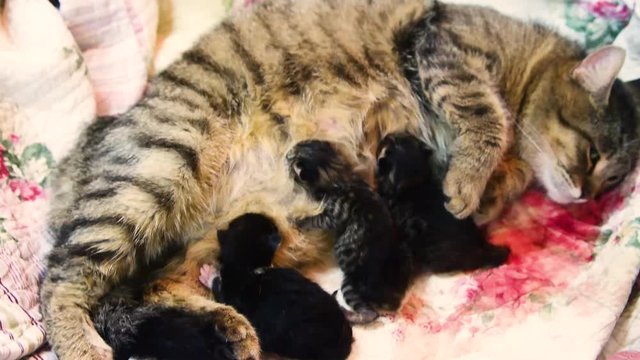 A cat is giving birth to new babies