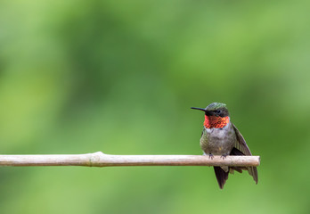 Adorable Ruby-Throated Hummingbird male (Archilochus colubris) perched on bamboo with green background room for text copy