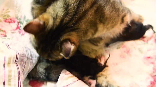 A cat is giving birth to new babies