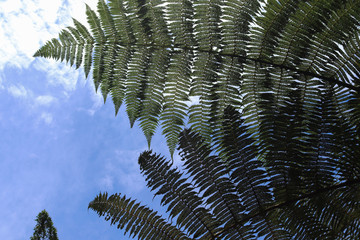 mimosa tree branch silhouette