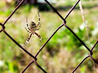 a wasp-like spider sitting on a grid