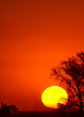 Puesta de grán sol con siluetas de árboles con espacio para texto