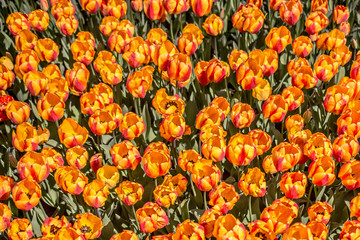 Blooming colorful tulip flowers as floral background