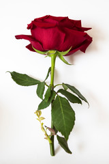 Una rosa roja sobre un fondo blanco.