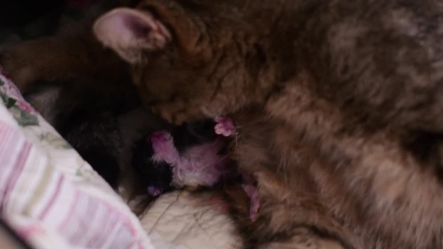 A cat is giving birth to new babies