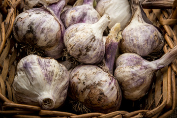 Fresh garlic bulbs in a basket.