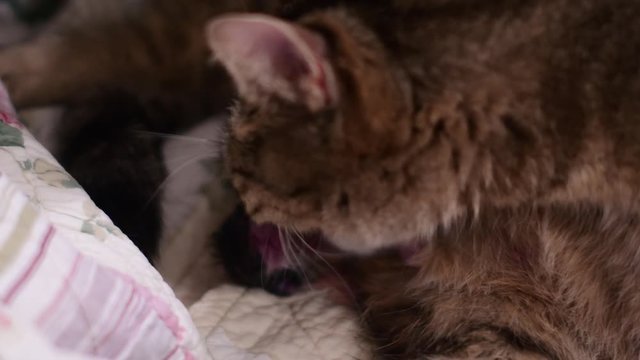 A cat is giving birth to new babies