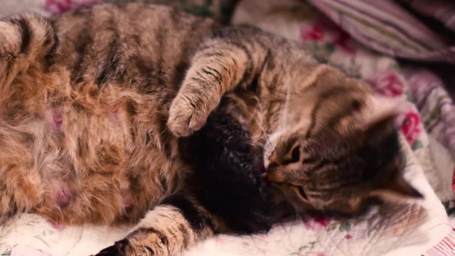 A cat is giving birth to new babies