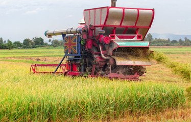 Fototapeta na wymiar Combine harvesters on paddy farm