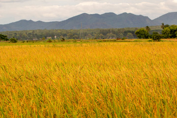 Obraz premium rice field thailand