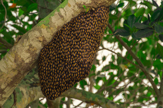 Image of honeycomb on the tree,Bee in nature,Royal honey