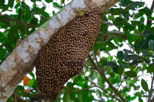 Image of honeycomb on the tree,Bee in nature,Royal honey