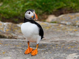 Atlantic Puffin Standing on Cliff's Rock, Portrait