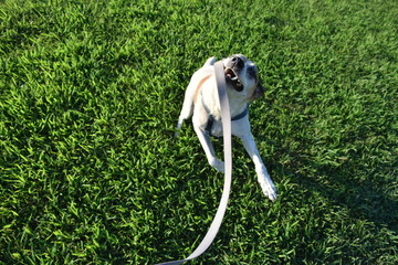 Dog