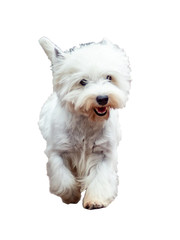 Dog west highland white terrier. Isolated on white background.
