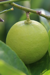 Lime On The Tree