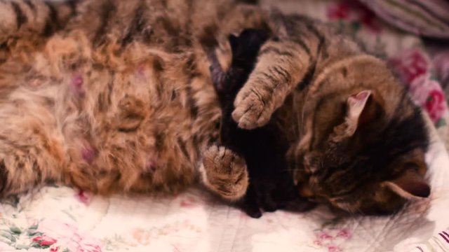 A cat is giving birth to new babies
