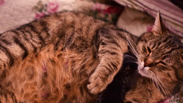 A cat is giving birth to new babies