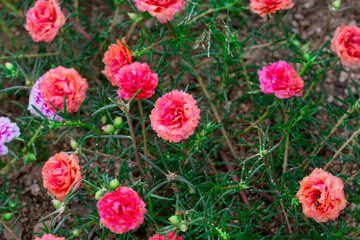 Flower Portulaca oleracea