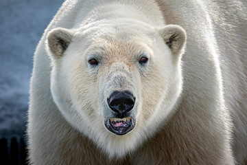 Polar bear closeup