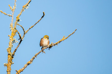 Bird on branch in tree with sky background. Wildlife nature background. Zosterops lateralis silvereye waxeye in New Zealand. Wild birds.