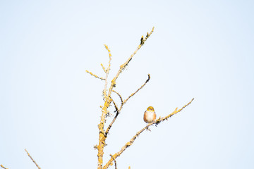 Bird on branch in tree with sky background. Wildlife nature background. Zosterops lateralis silvereye waxeye in New Zealand. Wild birds.