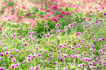 Gomphrena globosa flower   千日紅 