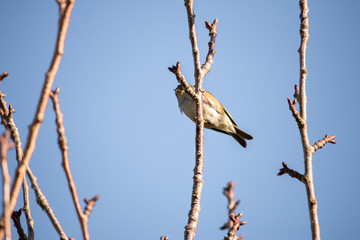Bird on branch in tree with sky background. Wildlife nature background. Zosterops lateralis silvereye waxeye in New Zealand. Wild birds.