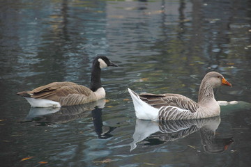 Fototapeta premium A pair of geese swimming in a pond.