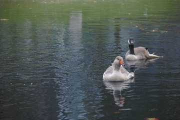 Pair of geese swimming in a pond.