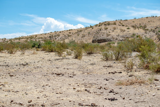 USA, Nevada, Clark County, Gold Butte National Monument. An overgrazed, cow-burnt moonscape dominated by piles of bullshit and invasive weeds where the desert used to be.