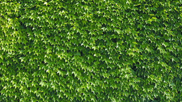 10 Best 夏蔦 Images Stock Photos Vectors Adobe Stock